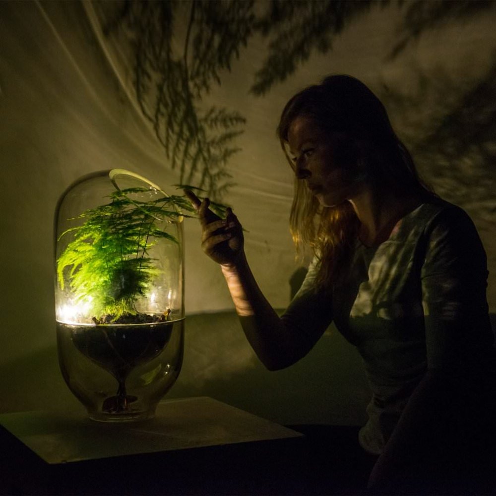 Living Light: la pianta che si illumina